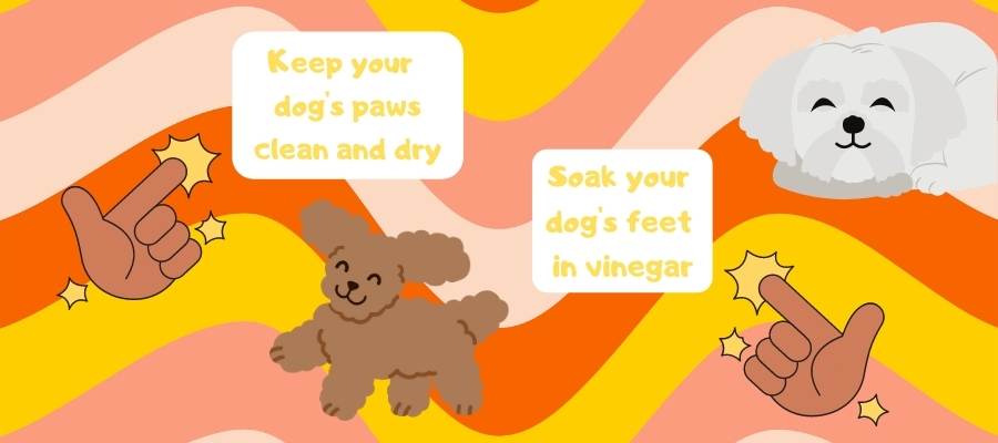 What to Do When My Dog's Paws Smell Like Corn Chips