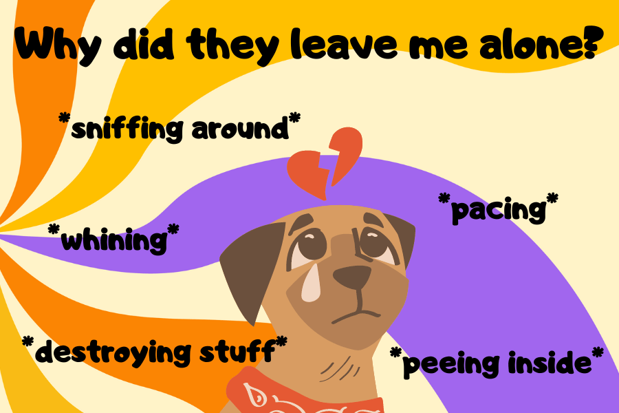 Adult Dog Peeing in the House: Separation Anxiety