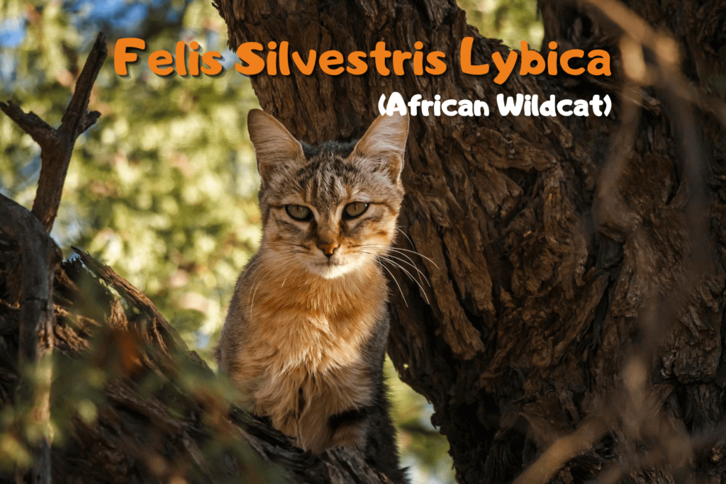 Felis Silvestris Lybica: The Ancestor of Domestic Cats