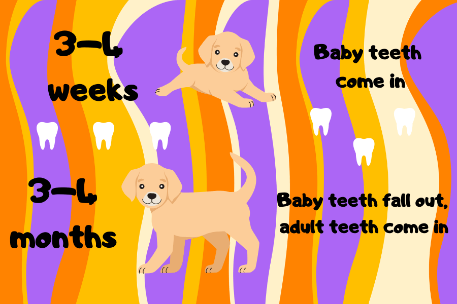 When Do Puppies Grow Teeth?