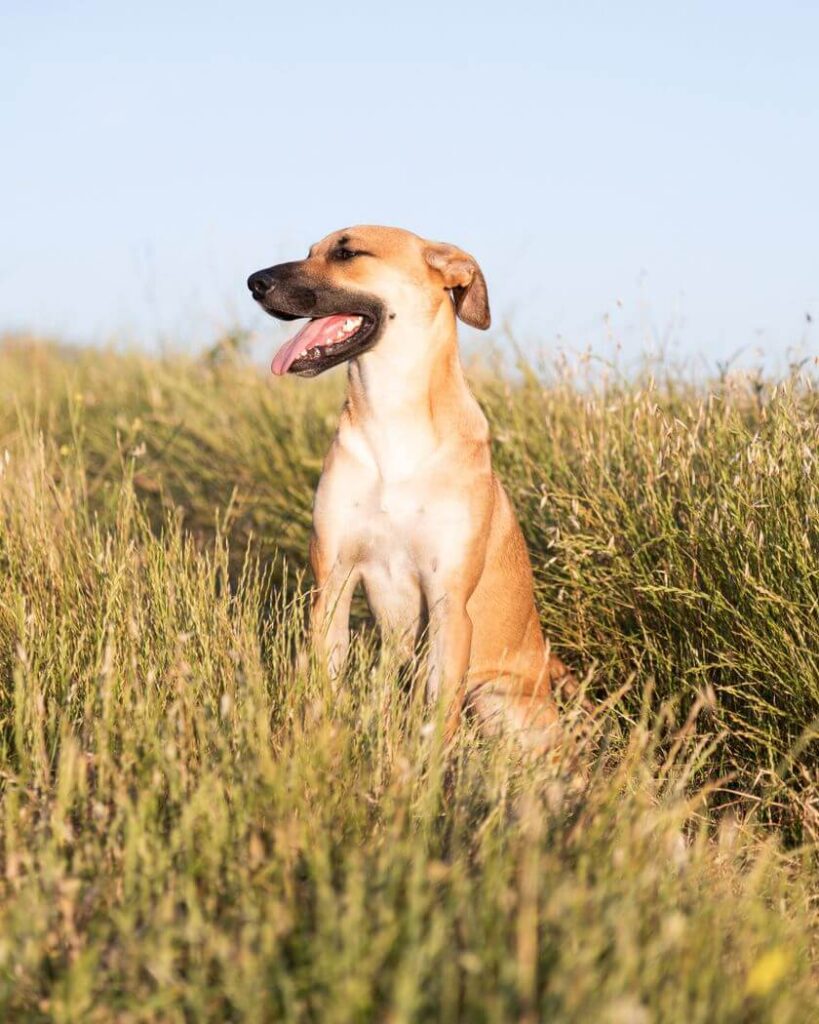 are black mouth cur noisy