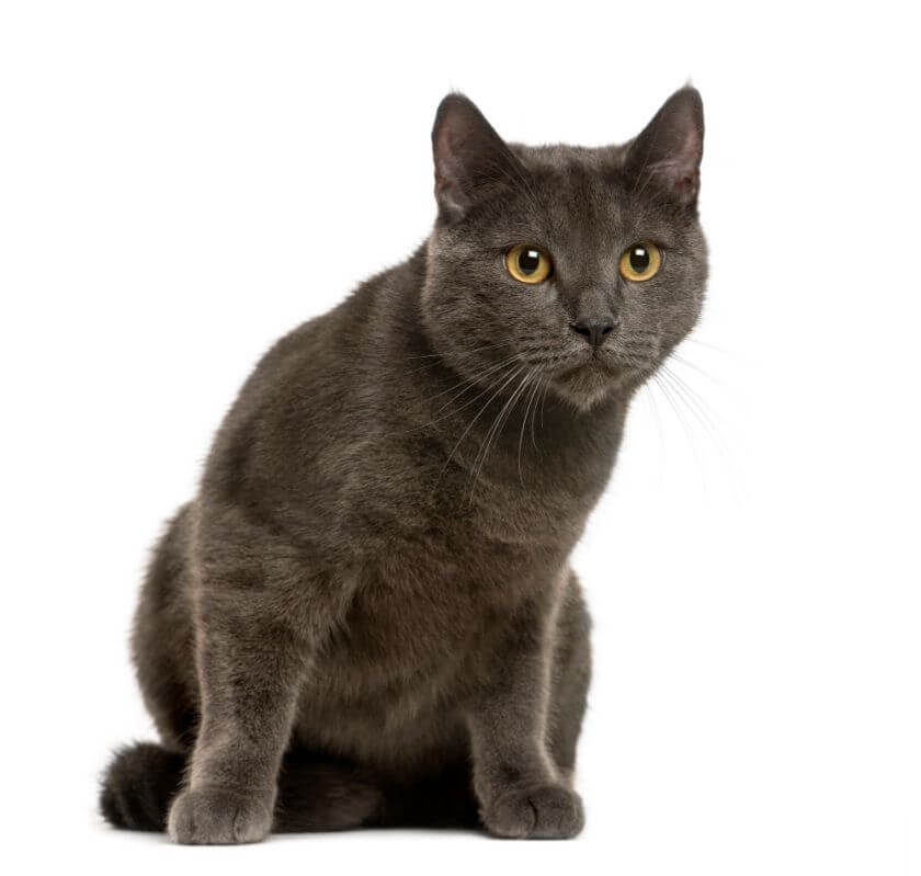 Chartreux Cat Breed Information — Silent Companions - PetsTime