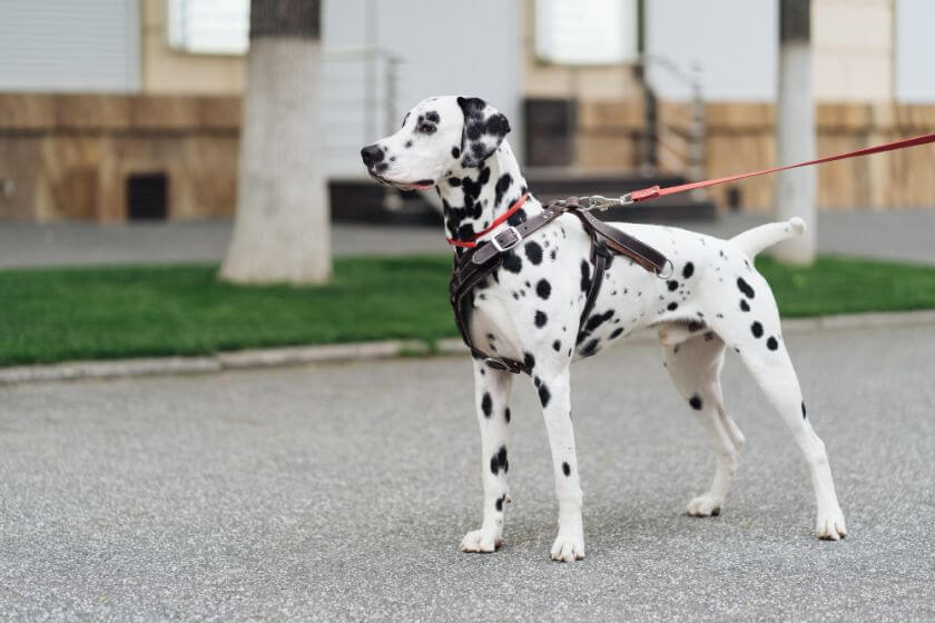 are dalmatians trainable