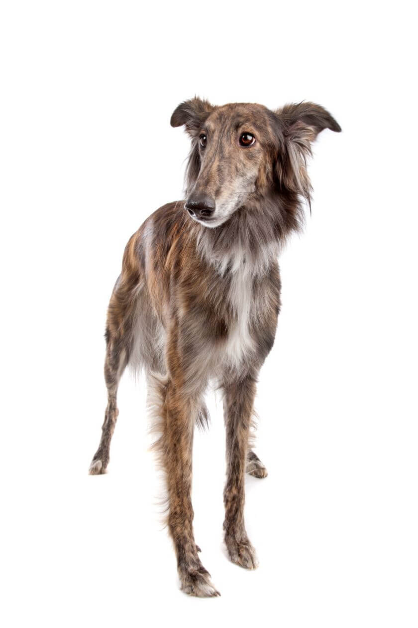 Silken Windhound Dog Breed Information - PetsTime