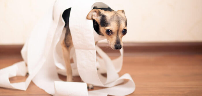 Why does my dog have diarrhea? Reasons for diarrhea in dogs - PetsTime