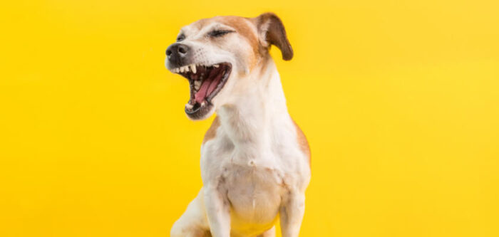 Dog Sneezes A Lot. Find Out Why. Why Is My Dog Sneezing - PetsTime