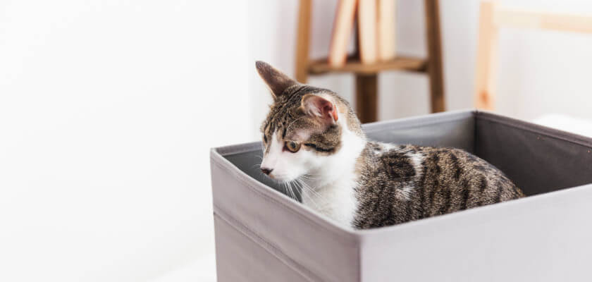 Why Do Cats Love Boxes so Much? - PetsTime