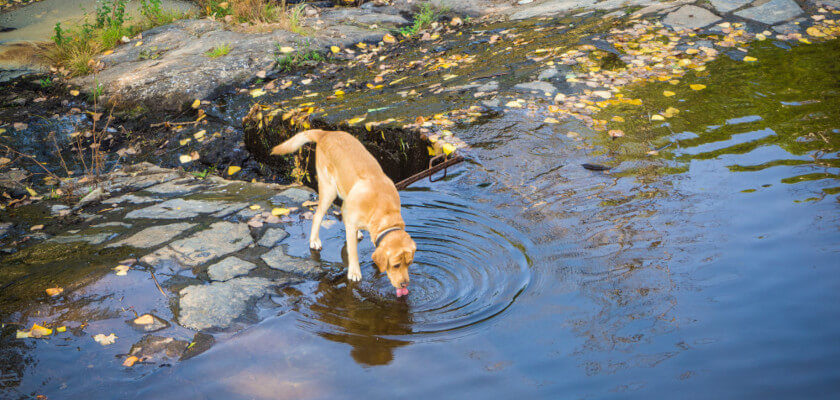  Why Do Puppies Drink So Much Water 