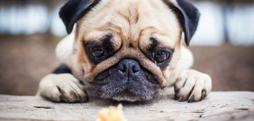 why-is-my-dog-not-eating-reasons-for-pup-refusing-food-petstime