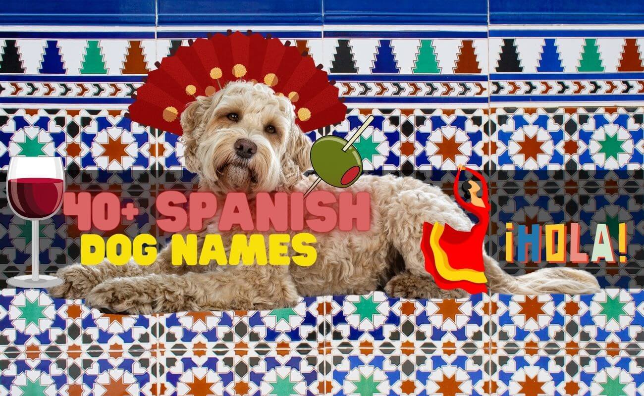 Dog Names Spanish Girl