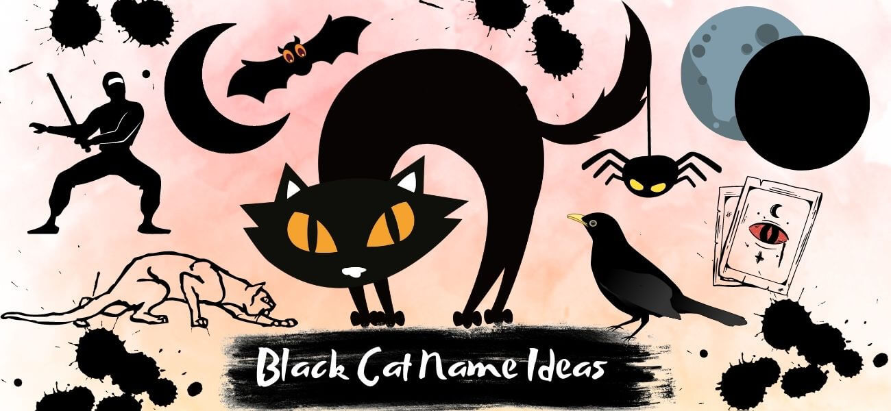 black-cat-name-ideas-for-your-magical-kitten-petstime