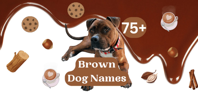 brown dog names