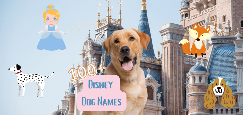 Disney Dog Names – 100+ Ideas For Your Pup - PetsTime