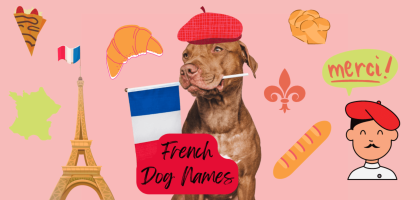 french dog names