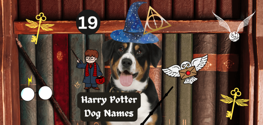 harry potter dog names