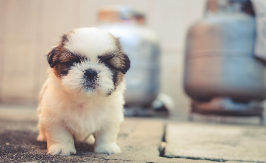 japanese dog names puppy stands