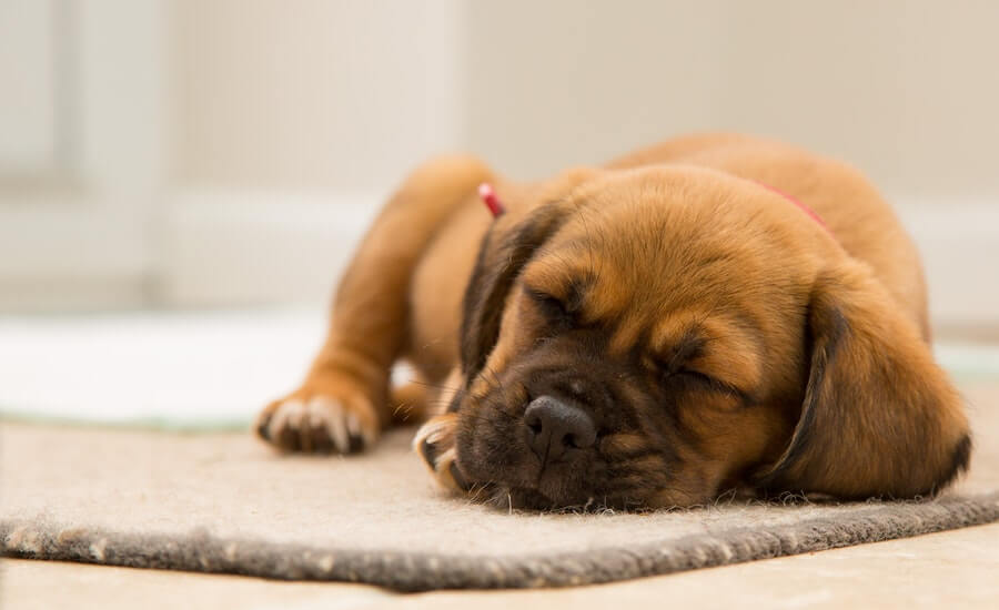 japanese dog names sleepy puppy