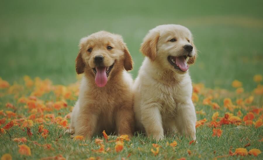 japanese dog names two puppies