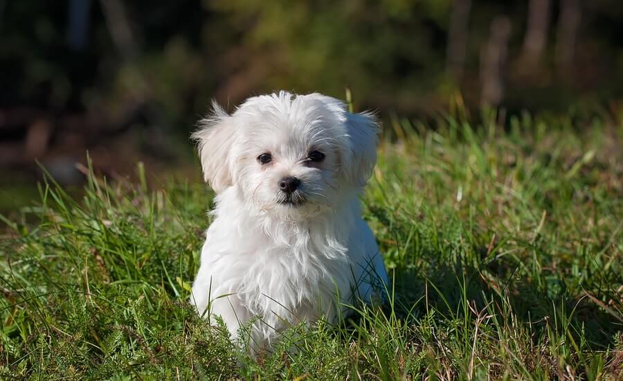 japanese dog names white puppy