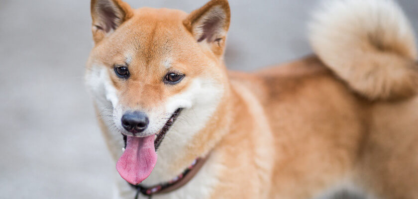 japanese-dog-name-ideas-petstime