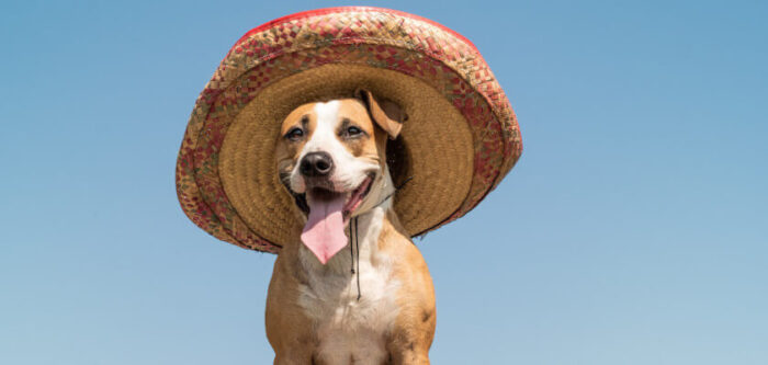 Mexican Dog Names for Your Puppy - PetsTime