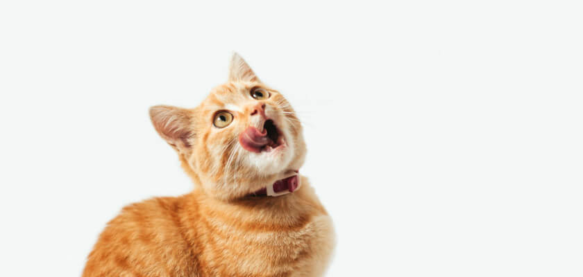 Orange cat names guide - learn more about ginger kitties - PetsTime