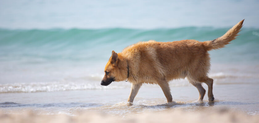 best-spanish-dog-names-with-meanings-petstime