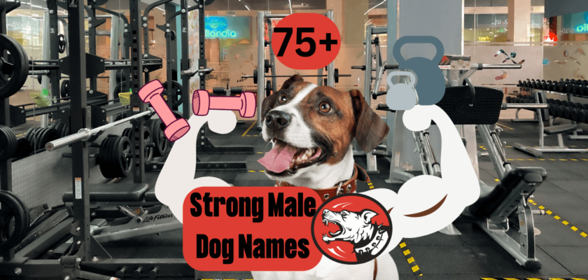 strong male dog names