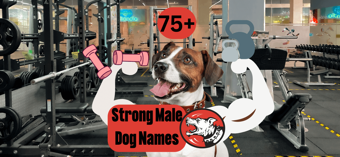 strong-male-dog-names-75-name-ideas-petstime