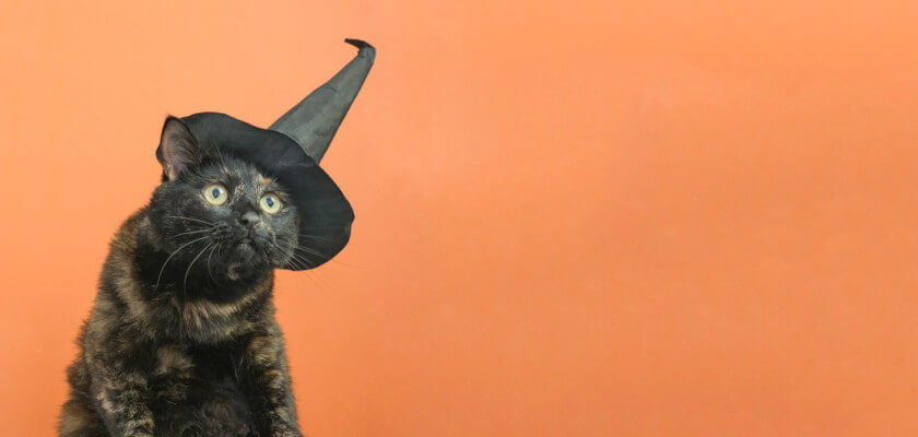 witchy-cat-names-inspired-by-films-and-series-50-petstime