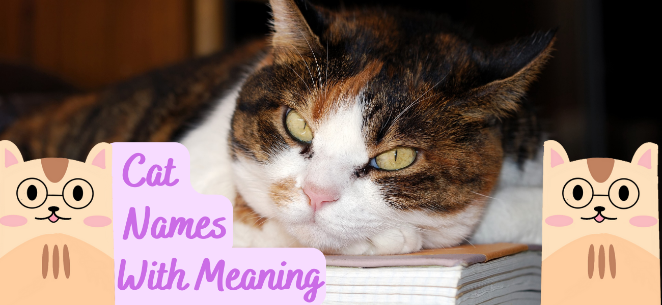 cat-names-with-meaning-50-unique-feline-names-petstime