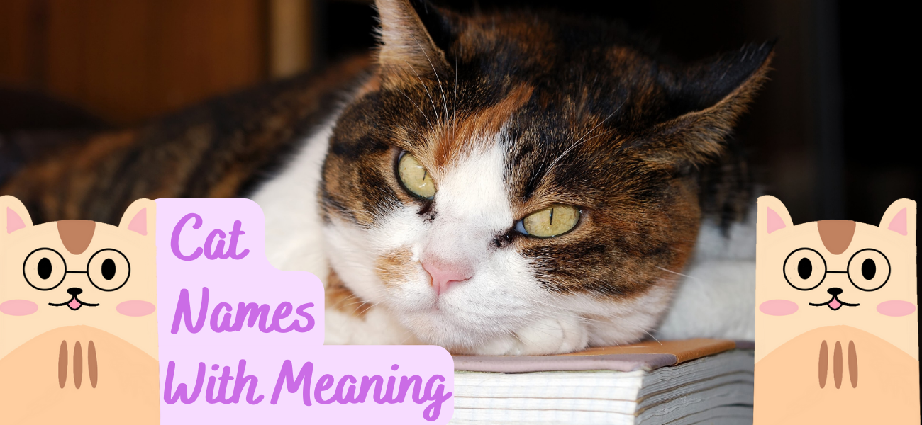 Cat Names With Meaning 50 Unique Feline Names PetsTime