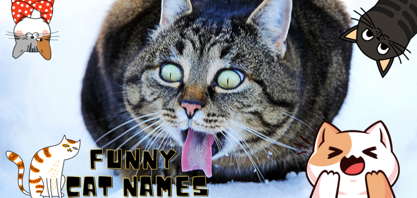 Funny Cat Names