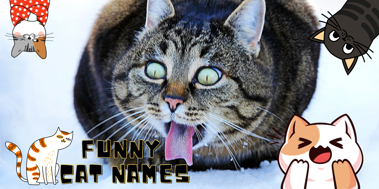 funny-cat-names-punny-monikers-for-a-kitty-petstime