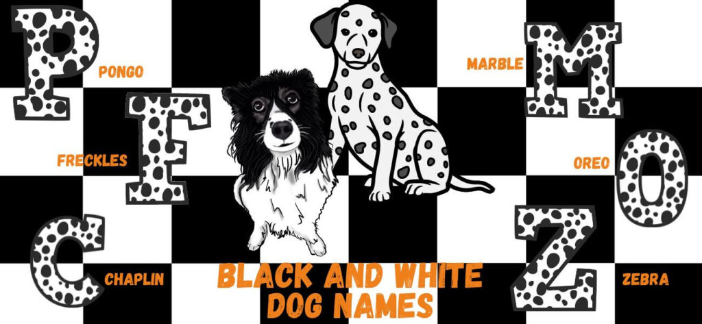 Black And White Dog Names For Your Pup PetsTime