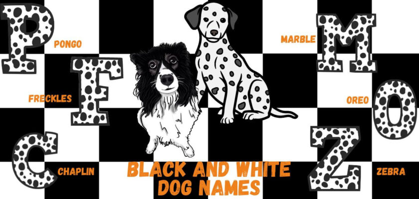 black and white dog names