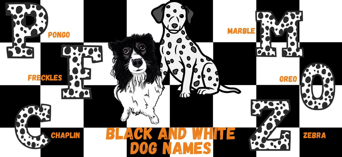 Black And White Dog Names For Your Pup PetsTime