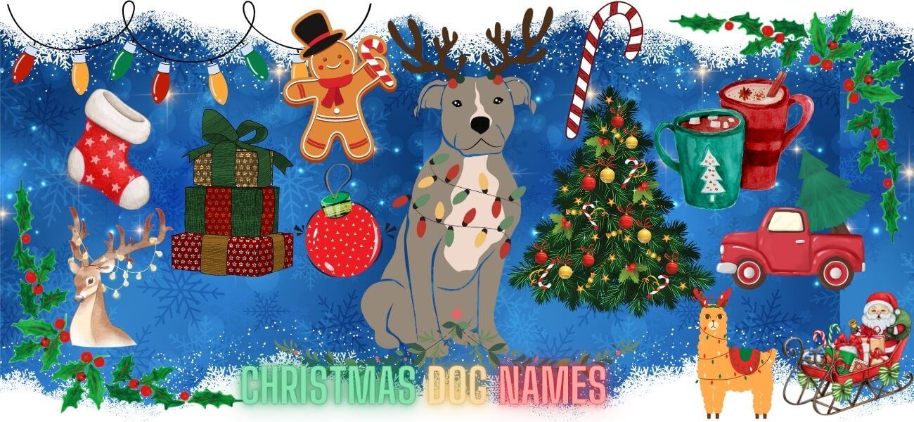 dog-names-petstime