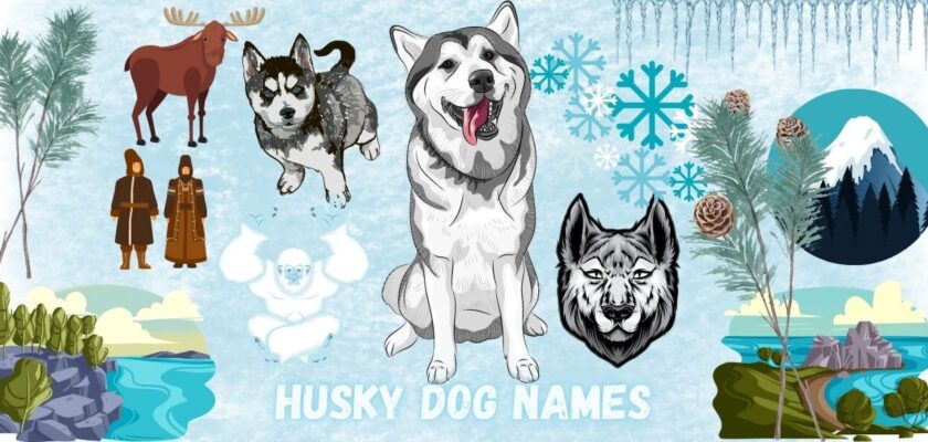 husky dog names