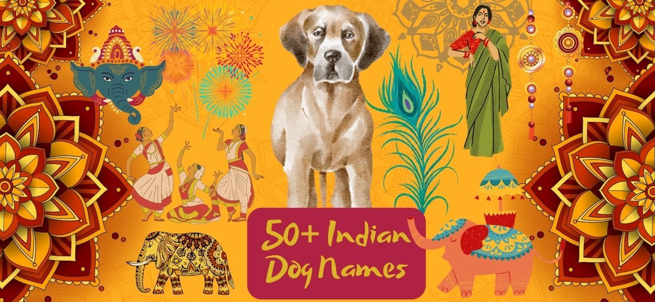 indian-dog-names-50-ideas-petstime