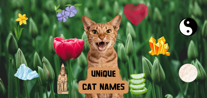unique cat names