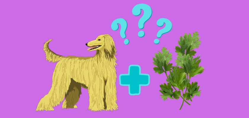 Can dogs eat parsley