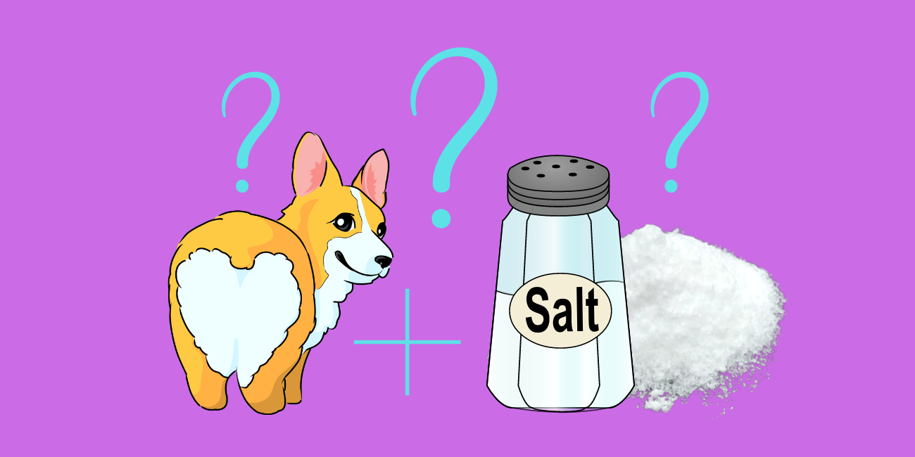 Can Dogs Eat Salt? Is Salty Dog Food Bad for Dogs? PetsTime