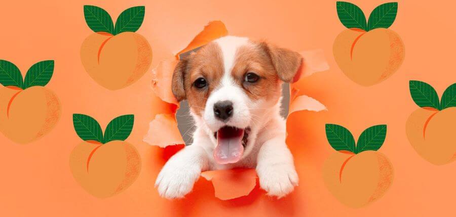 what happens if a dog eats a peach