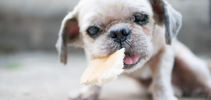 can-dogs-eat-bread-petstime