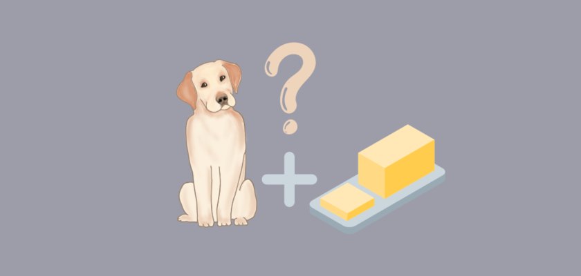 can dogs eat butter