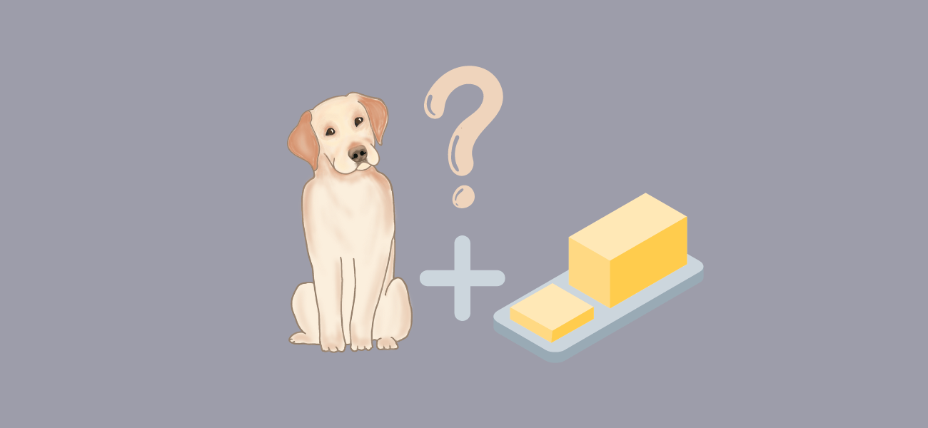 Can Dogs Eat Butter? PetsTime