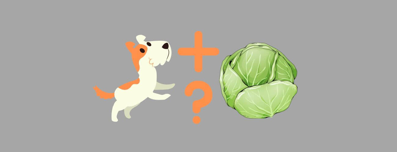 Can Dogs Eat Cabbage? Benefits of Cabbage for Dogs?? PetsTime