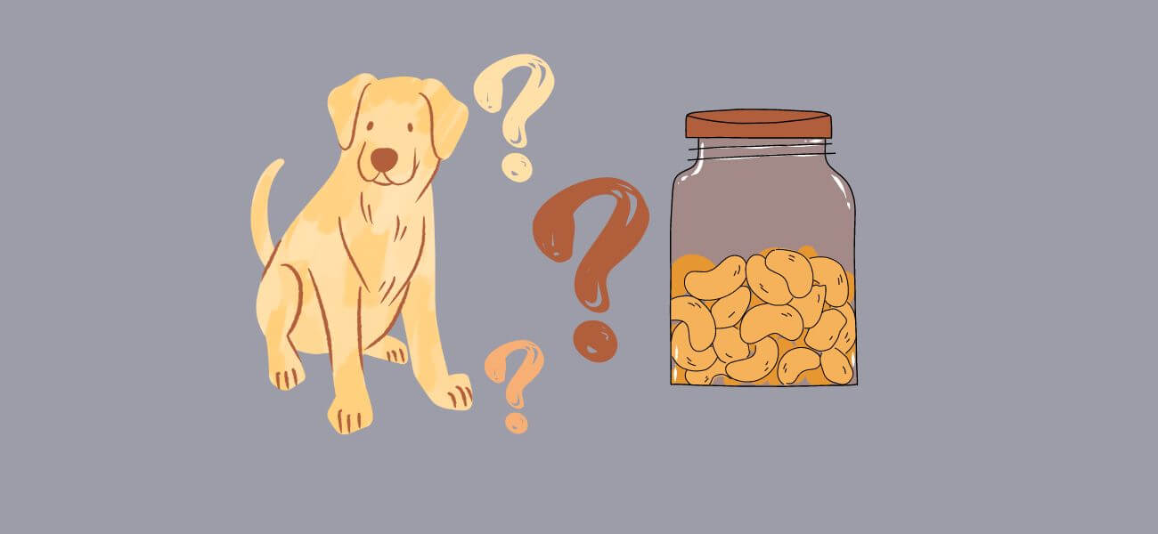 are dogs allergic to cashews
