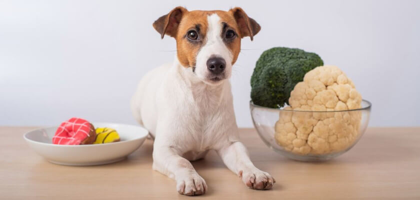 can dogs eat cauliflower